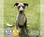 Small Photo #2 Pointer-Unknown Mix Puppy For Sale in Irvine, CA, USA