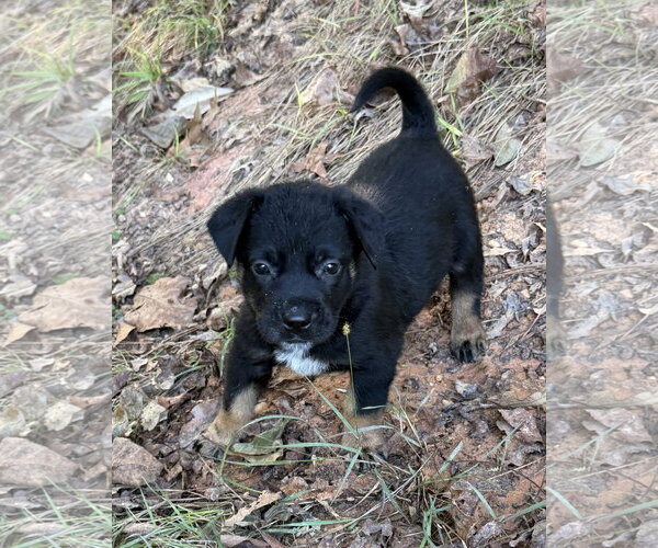 Medium Photo #3 Labrador Retriever-Unknown Mix Puppy For Sale in The Woodlands, TX, USA