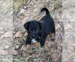 Small Photo #3 Labrador Retriever-Unknown Mix Puppy For Sale in The Woodlands, TX, USA