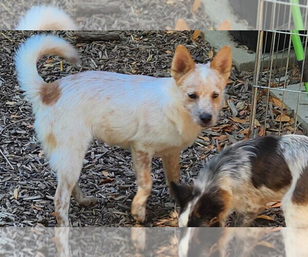 Medium Photo #2 Mutt Puppy For Sale in Paso Robles, CA, USA