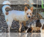 Small #1 Mutt