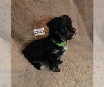 Puppy Cash Yorkshire Terrier