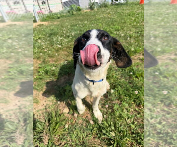Medium Photo #4 Coonhound Puppy For Sale in Pierceton , IN, USA