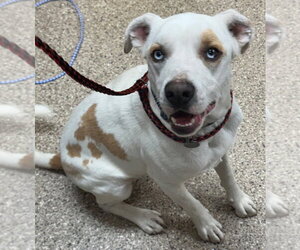 Mutt Dogs for adoption in Great Bend, KS, USA