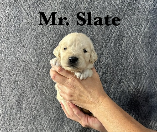 Medium Photo #6 English Cream Golden Retriever Puppy For Sale in ELLENSBURG, WA, USA