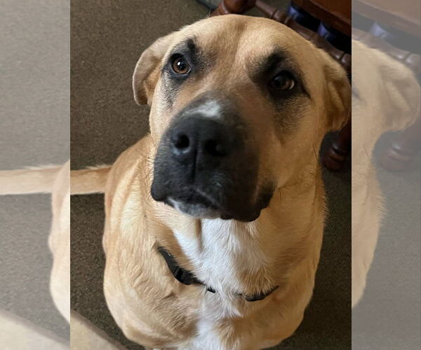 Medium Photo #1 Anatolian Shepherd-Rhodesian Ridgeback Mix Puppy For Sale in Rochester, NY, USA
