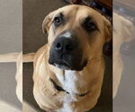 Small Anatolian Shepherd-Rhodesian Ridgeback Mix