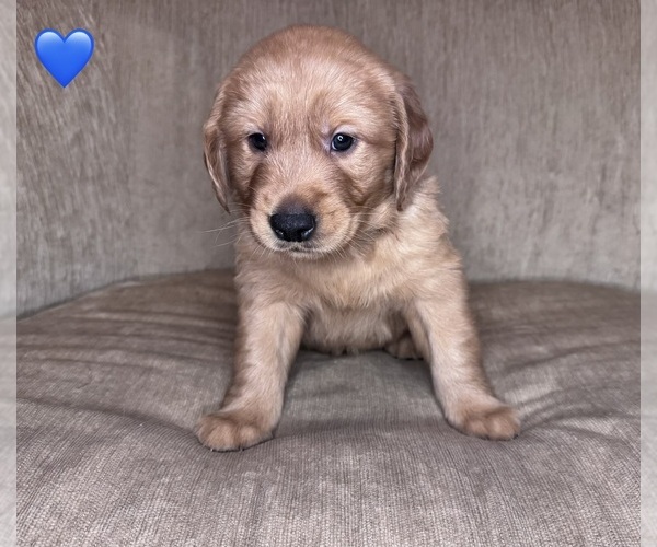 Medium Photo #7 Golden Retriever Puppy For Sale in CHIPPEWA FALLS, WI, USA