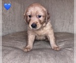 Small #6 Golden Retriever