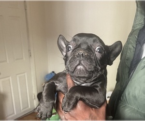 French Bulldog Puppy for sale in BRIDGETON, NJ, USA