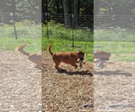Small #3 Shepradors