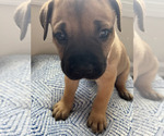 Small #3 Cane Corso