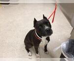 Small American Pit Bull Terrier