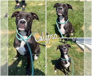 American Staffordshire Terrier-Unknown Mix Dogs for adoption in Pierceton , IN, USA