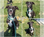 Small American Staffordshire Terrier Mix