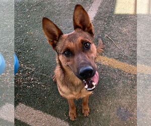 Medium German Shepherd Dog Mix