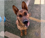 Small German Shepherd Dog Mix