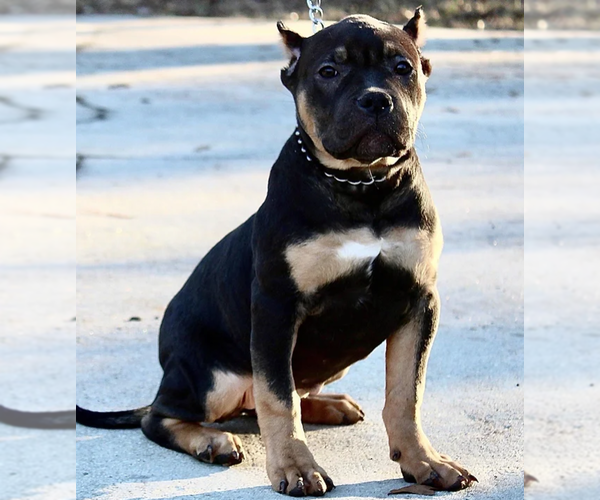 Medium Photo #3 American Bulldog Puppy For Sale in ATLANTA, GA, USA