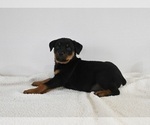 Small Photo #2 Rottweiler Puppy For Sale in FREDERICKSBURG, OH, USA