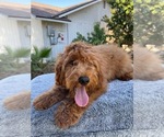 Image preview for Ad Listing. Nickname: Litter of 3