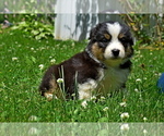 Small Photo #2 Australian Shepherd Puppy For Sale in MIFFLINBURG, PA, USA
