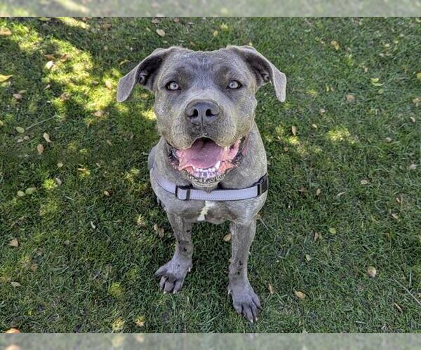 Medium Photo #3 Mastiff-Unknown Mix Puppy For Sale in San Clemente, CA, USA