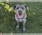 Small #2 Mastiff Mix