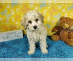 Small #7 Goldendoodle-Poodle (Toy) Mix