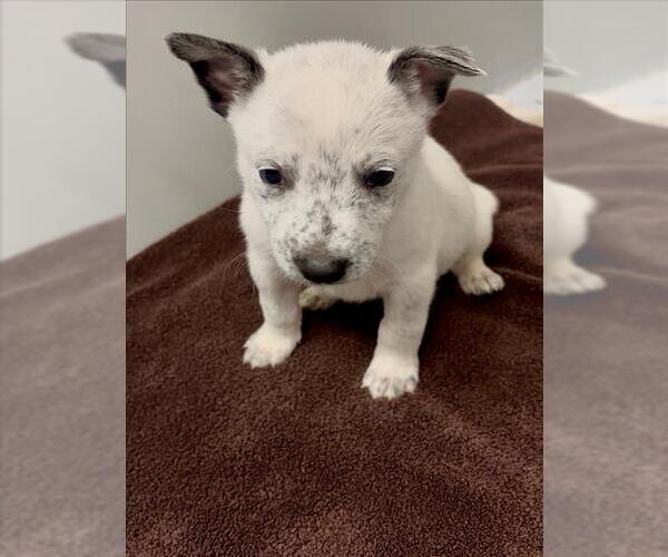 Medium Photo #1 Australian Shepherd-Unknown Mix Puppy For Sale in Conroe, TX, USA