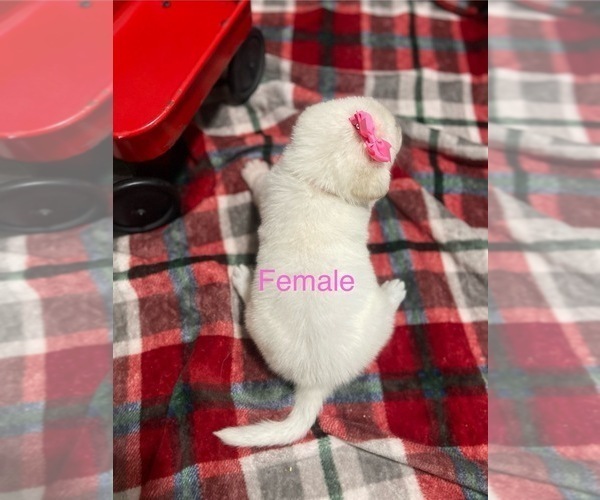 Medium Photo #2 German Shepherd Dog Puppy For Sale in ALACHUA, FL, USA