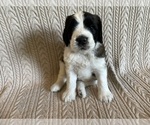 Image preview for Ad Listing. Nickname: Blue Boy