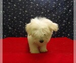 Small Photo #13 Maltese Puppy For Sale in PATERSON, NJ, USA