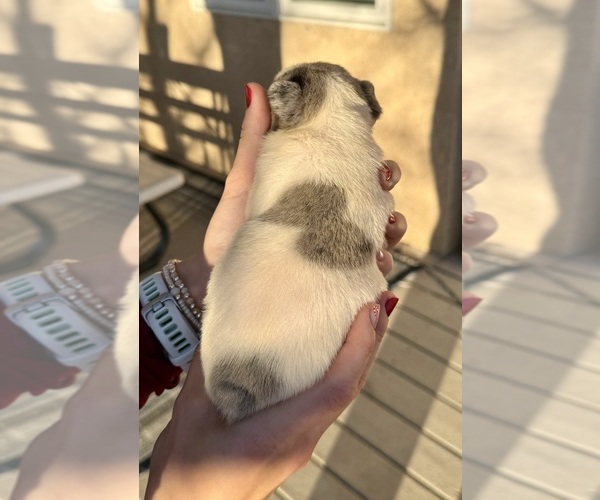 Medium Photo #7 French Bulldog Puppy For Sale in PUEBLO, CO, USA