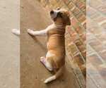 Small #2 American Pit Bull Terrier-Catahoula Bulldog Mix