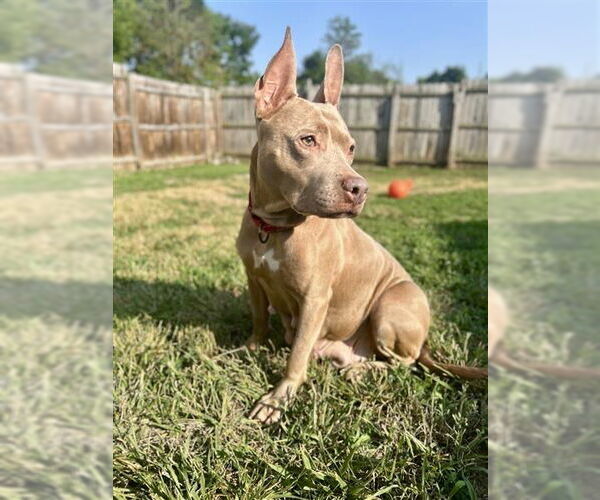 Medium Photo #8 American Pit Bull Terrier Puppy For Sale in Gloversville, NY, USA