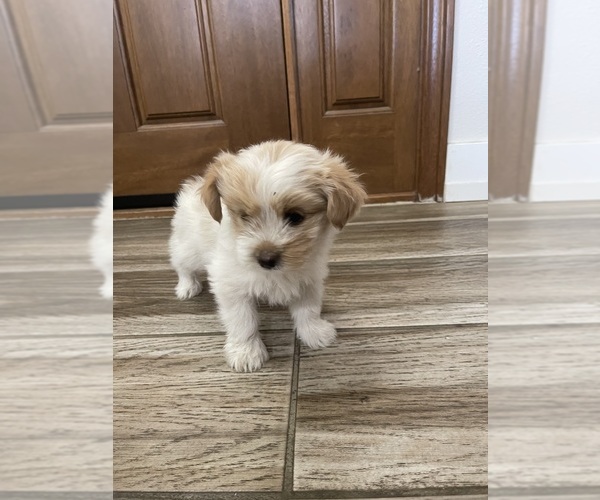 Medium Photo #22 Maltipoo Puppy For Sale in APPLE VALLEY, CA, USA