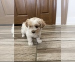 Small #21 Maltipoo