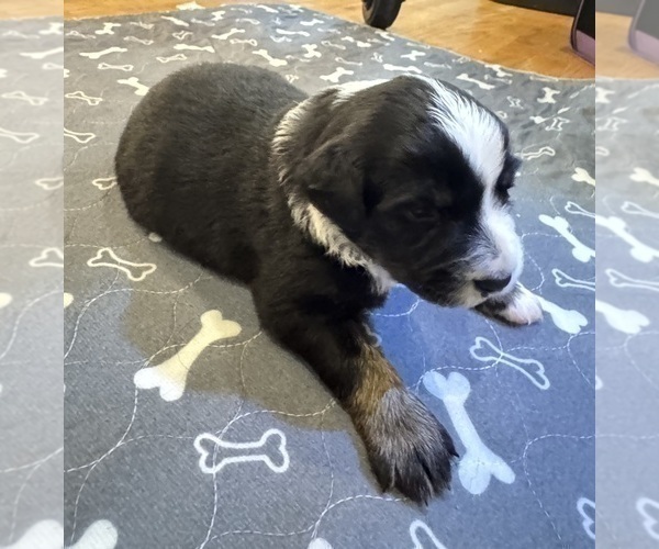 Medium Photo #17 Australian Shepherd Puppy For Sale in SALISBURY, NC, USA