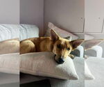 Small #1 Mutt