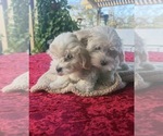 Small Maltese