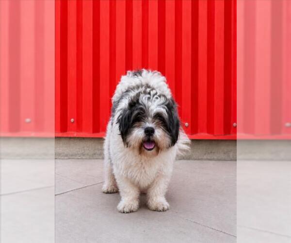Medium Photo #1 Shih Tzu Puppy For Sale in Tracy, CA, USA