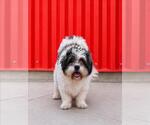 Small Shih Tzu