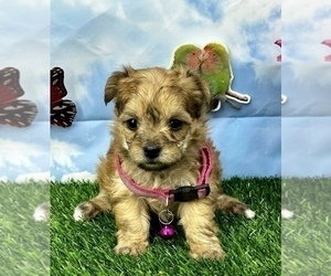 Morkie Dog for Adoption in CASSVILLE, Missouri USA
