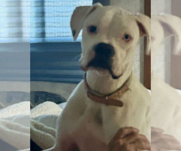 Medium Photo #2 Boxer Puppy For Sale in Dumont, NJ, USA