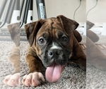 Small Photo #1 Boxer Puppy For Sale in PARAGON, IN, USA