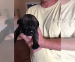 Small Photo #16 Cane Corso Puppy For Sale in MOBILE, AL, USA