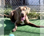 Small #2 Labrador Retriever Mix