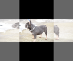 Small Photo #5 French Bulldog Puppy For Sale in BAKERVIEW, WA, USA