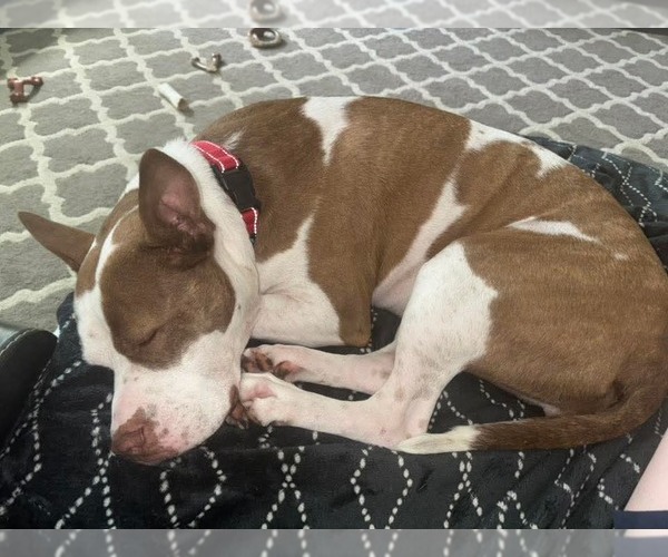 Medium Photo #15 American Staffordshire Terrier-Unknown Mix Puppy For Sale in Holly Springs, NC, USA