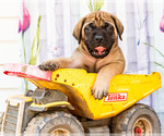 Puppy Murphy Mastiff